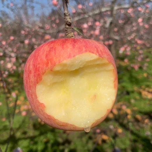 山西羊奶苹果【顺丰/京东快递发货，收到后冷藏保存，口感更佳】 商品图0