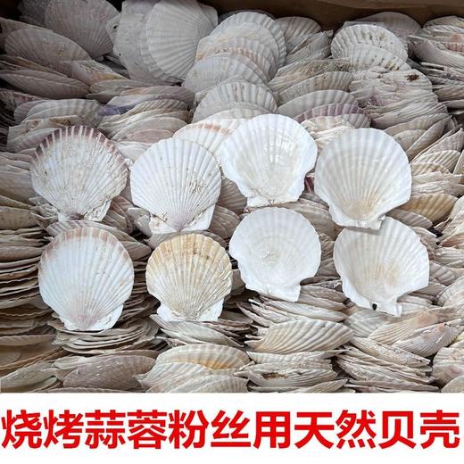 50片 烧烤扇贝壳饭店家用用白色空壳烧烤蒜蓉粉丝贝（自然产品不完美） 商品图6