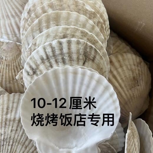 50片 烧烤扇贝壳饭店家用用白色空壳烧烤蒜蓉粉丝贝（自然产品不完美） 商品图4