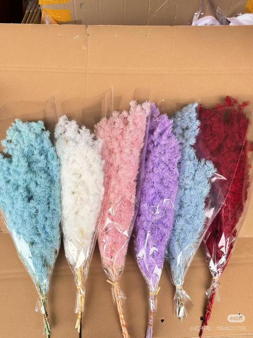 永生蓬莱松 商品图1