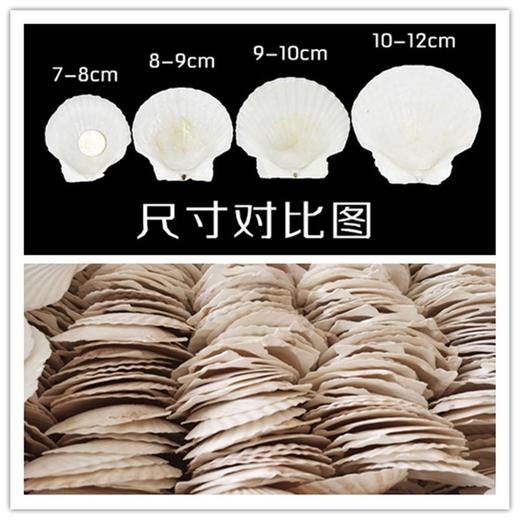 50片 烧烤扇贝壳饭店家用用白色空壳烧烤蒜蓉粉丝贝（自然产品不完美） 商品图5
