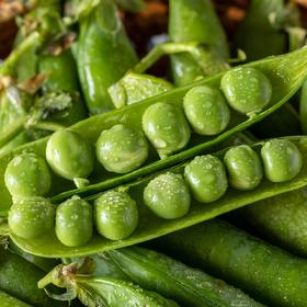 云南蒙自露天豌豆|云南高原露天种植，新鲜采摘，饱满甜嫩