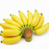 新鲜皇帝蕉个头小小蕉型饱满果香怡人香甜软糯现摘现发一次一根好吃不腻 商品缩略图3