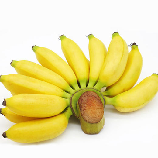 新鲜皇帝蕉个头小小蕉型饱满果香怡人香甜软糯现摘现发一次一根好吃不腻 商品图3