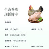 【日常和年夜饭餐桌上的抢手菜】【国家地理标志保护产品】清远鸡2只  原生态自然放养   现抓现宰发出 肉质鲜嫩 炖炒都好吃  炖汤鲜爽  可全家共享整鸡系列~ 商品缩略图3
