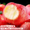 京觅洛川红富士苹果 12枚单果235g+新鲜水果生鲜脆甜团购送礼源头直发 商品缩略图2