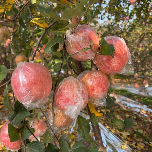 山西羊奶苹果【顺丰/京东快递发货，收到后冷藏保存，口感更佳】 商品图1