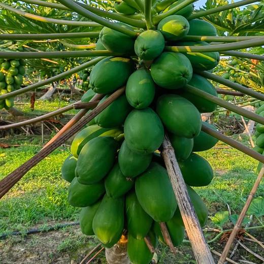 极客生态木瓜丨晚下树15天，滋味更足，浓甜丝滑，果肉饱满。天气原因泡沫箱发货，需要礼盒联系客服备注⭐️京东快递 商品图9