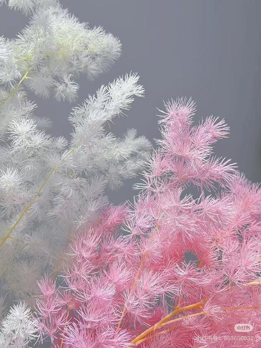 永生蓬莱松 商品图2