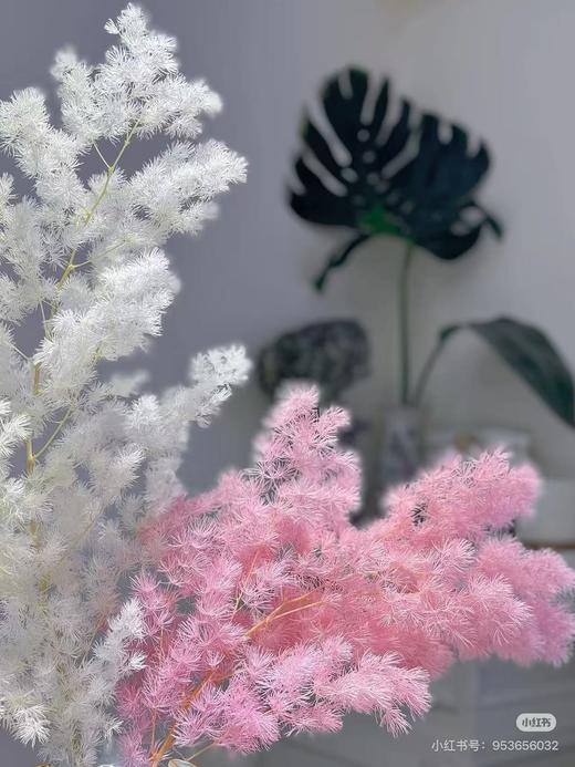 永生蓬莱松 商品图3