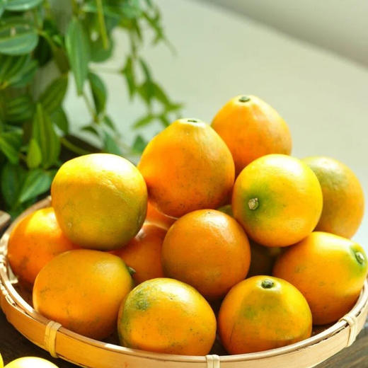 【顺丰发货！】融安脆蜜金柑三代 皮脆肉嫩，多汁纯甜；直接带皮吃，甜似蜜糖；果皮薄，果肉质地柔软，口感鲜美 维C满满 商品图6
