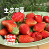 【买赠，实发1.15-1.2公斤】大理生态草莓（基地直发-顺丰空运包邮）| 2斤/箱，来自云南大理，生产者：高海斌（合作生产，公平贸易） 商品缩略图0