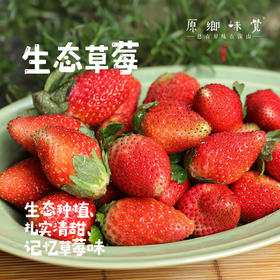 【买赠，实发1.15-1.2公斤】大理生态草莓（基地直发-顺丰空运包邮）| 2斤/箱，来自云南大理，生产者：高海斌（合作生产，公平贸易）