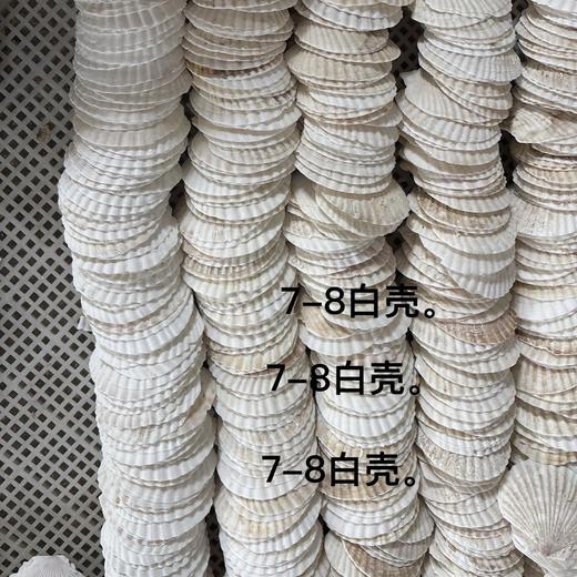 50片 烧烤扇贝壳饭店家用用白色空壳烧烤蒜蓉粉丝贝（自然产品不完美） 商品图0