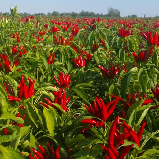 出口级的辣椒 真正无农残 安全放心 产地直采 辣味醇厚 香气浓郁 严苛标准 0829|百里食 商品图3