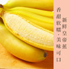 新鲜皇帝蕉个头小小蕉型饱满果香怡人香甜软糯现摘现发一次一根好吃不腻 商品缩略图0