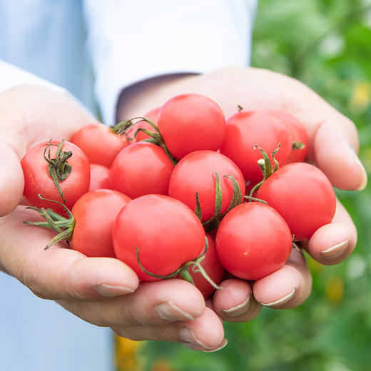 【顺丰快递】 广西圣女果 新鲜水果 整箱发货 单果8g左右 商品图6