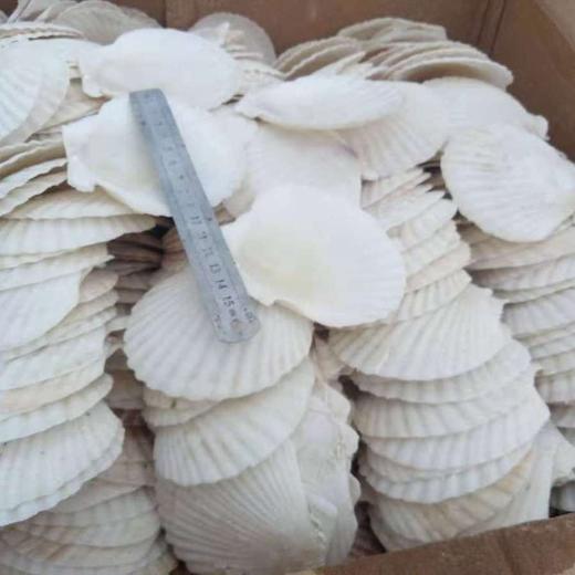 50片 烧烤扇贝壳饭店家用用白色空壳烧烤蒜蓉粉丝贝（自然产品不完美） 商品图1