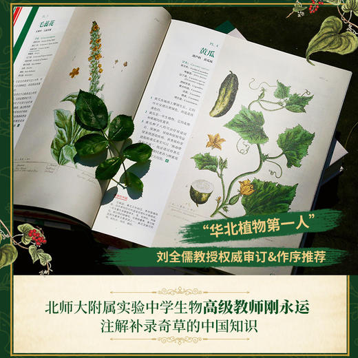 《奇草集：18世纪古英伦植物园手记》 商品图3