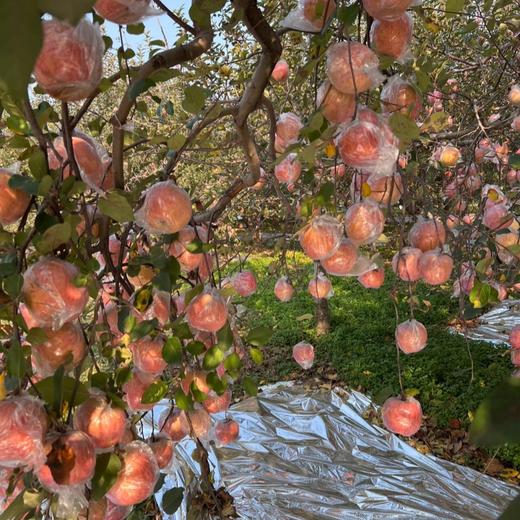 山西羊奶苹果【顺丰/京东快递发货，收到后冷藏保存，口感更佳】 商品图2