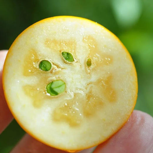 融安滑皮金桔二代 长在树上的“小糖炮”，从皮甜到心，水嫩香甜不涩口，连皮一起吃，水嫩香甜不涩 商品图7