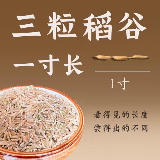 【同行精选】软香糙米1斤/5斤  老稻种糙米  皮薄软糯  营养留存 商品图1