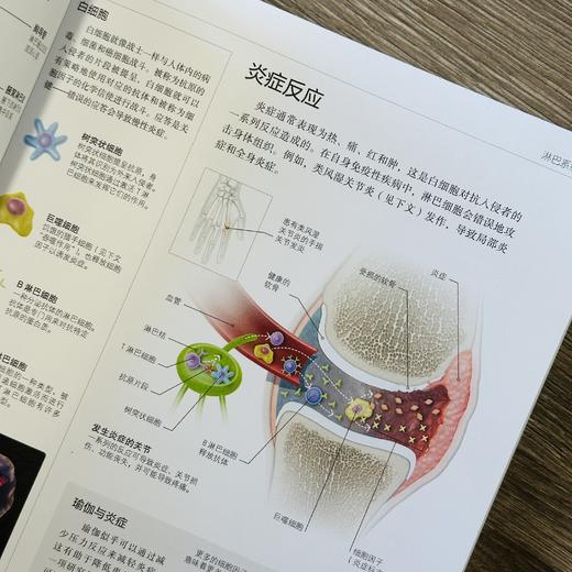 《DK瑜伽解刨学》 商品图5