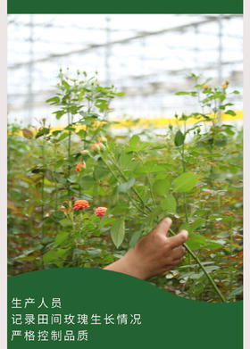  方德玫瑰的一天 | 如何跨越千里保持绽放？