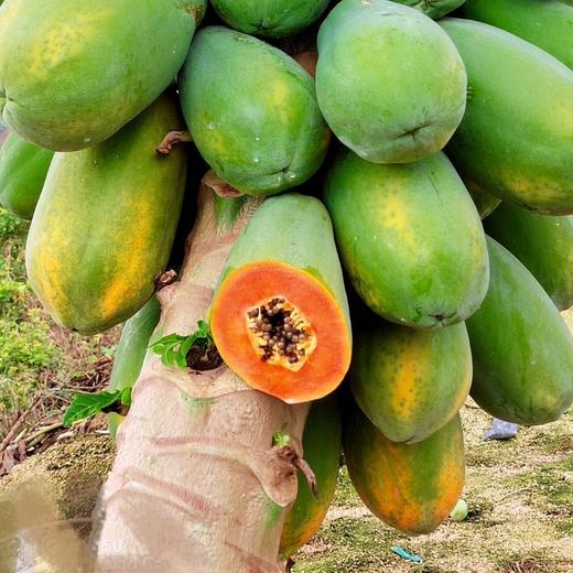 极客生态木瓜丨晚下树15天，滋味更足，浓甜丝滑，果肉饱满。天气原因泡沫箱发货，需要礼盒联系客服备注⭐️京东快递 商品图8