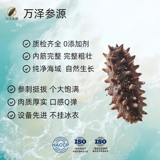 自营（万泽参源）-品质首选 HACCP认证  渤海湾深海即食海参 顺丰包邮 商品图2
