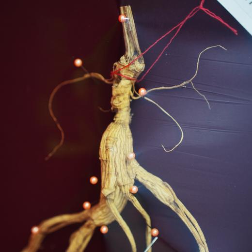 15年长白山野生人参 礼盒装 带证书 商品图4