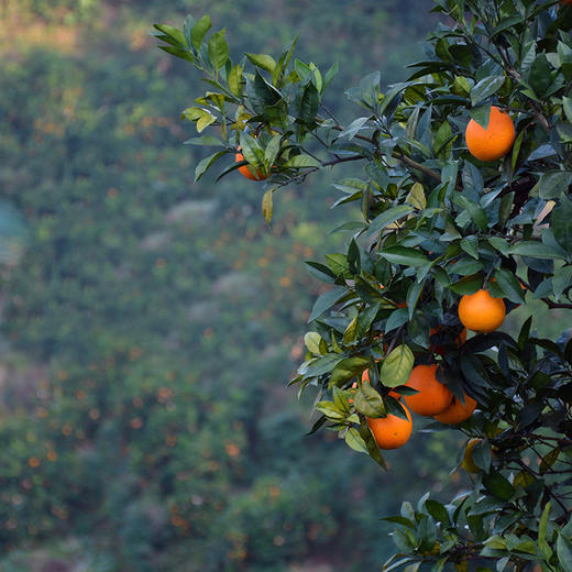 【京东包邮】重庆奉节 奉节脐橙 清爽甜润鲜 4.5斤/9斤普箱装 商品图5