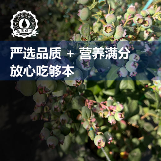 云南“育溪”L11 兰香 蓝莓  新鲜采摘  顺丰空运 商品图2