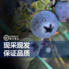 云南“育溪”L11 兰香 蓝莓  新鲜采摘  顺丰空运 商品缩略图3
