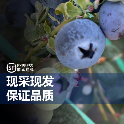 云南“育溪”L11 兰香 蓝莓  新鲜采摘  顺丰空运 商品图3