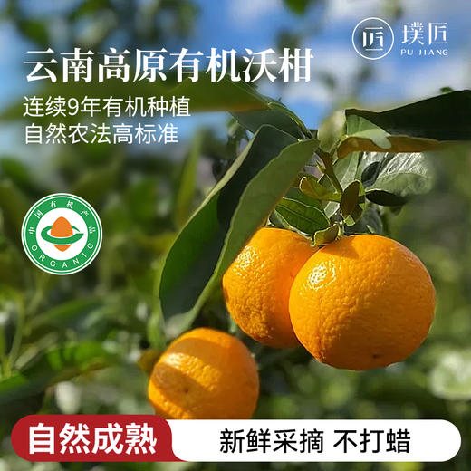 云南有机沃柑橘子有机柑橘新鲜采摘连续9年有机认证水果清甜多汁 商品图0