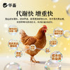 华畜禽健500g 禽用催肥促长 商品缩略图2