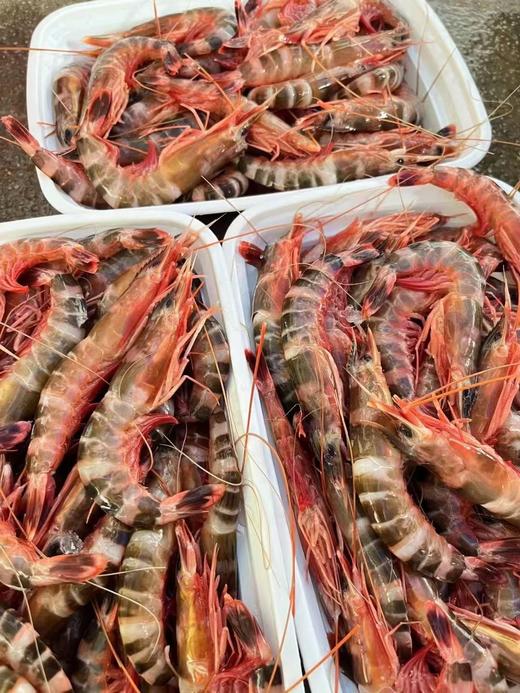 本港红剑虾🦐个头不大，但是肉质特别鲜美Q弹，清香味十足～😋【活冻】 商品图2
