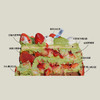 草莓三重奏 （开心果奶油） 商品缩略图3