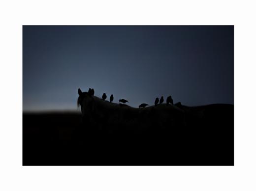 张耕畦丨一马当先 收藏级礼品照片 商品图0