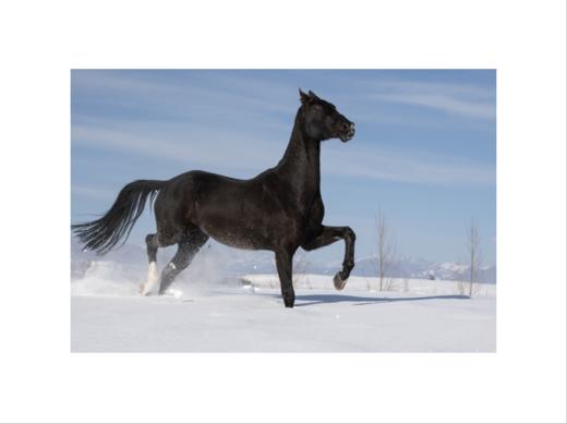 李刚丨一马当先 收藏级礼品照片 商品图5