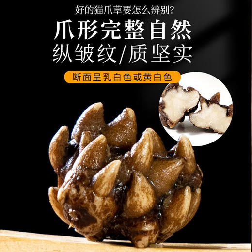 神农金康 猫爪草50g 精选正宗大头猫爪草 足龄猫爪草可搭夏枯草 商品图2