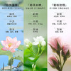 芝芙莲（GIFFARINE）香氛洗护套盒 商品缩略图4