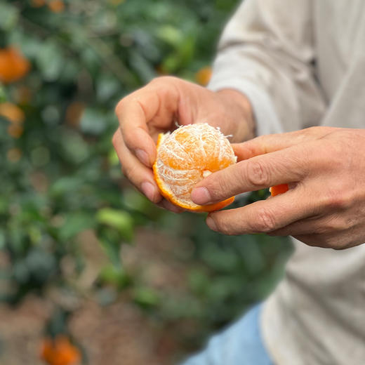 云南有机沃柑橘子有机柑橘新鲜采摘连续9年有机认证水果清甜多汁 商品图1