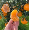 【春见·耙耙柑】像是在喝果粒橙一样！果皮又薄又软，果肉饱满！水润香甜，细嫩化渣，口口爆汁！【DD-X】 商品缩略图2