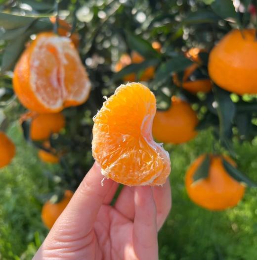 【春见·耙耙柑】像是在喝果粒橙一样！果皮又薄又软，果肉饱满！水润香甜，细嫩化渣，口口爆汁！【DD-X】 商品图2