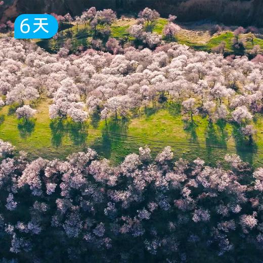 伊犁杏花沟春季限定徒步｜穿越中世纪野杏林 赛里木湖+吐尔根杏花沟轻奢露营 6日 商品图5