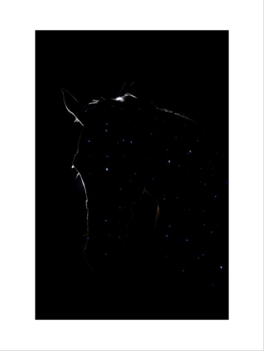 张耕畦丨一马当先 收藏级礼品照片 商品图9