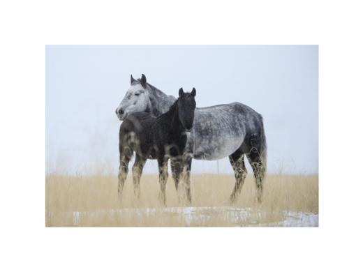 李刚丨一马当先 收藏级礼品照片 商品图4