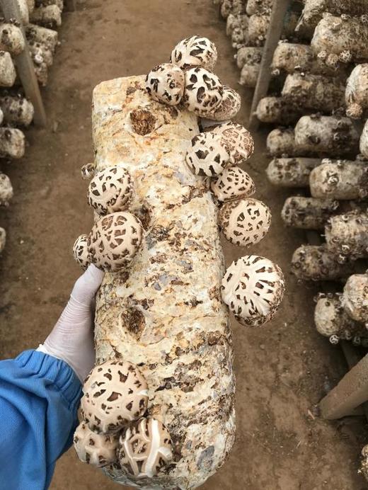 供港花菇，港款雪中冬花菇 拥有素鲍鱼之美誉 深山栎木与山泉水滋养 菇粉厚实 一斤干能泡7-8斤 去菇柄发货基地直邮 商品图8